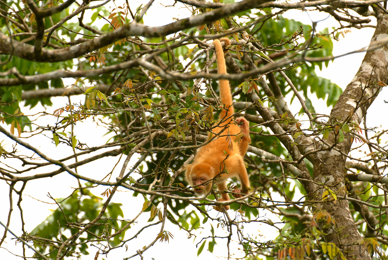 Alouatta palliata [400 mm, 1/250 Sek. bei f / 5.0, ISO 200]